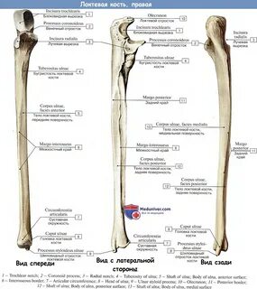 Строение локтевой кости