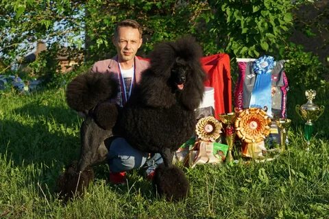 Выставка пуделей