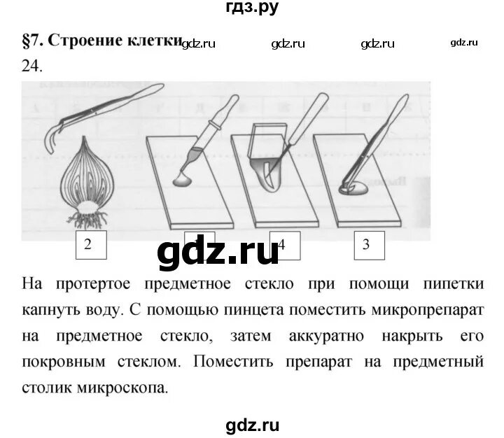 Рабочая тетрадь по биологии 11 класс пасечник