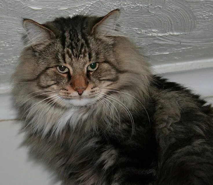 Pin on Cats