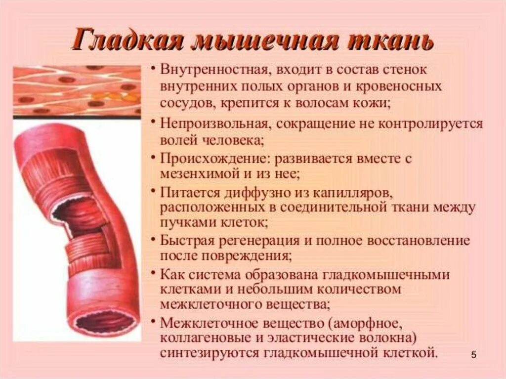 Плохо развит мышечный слой