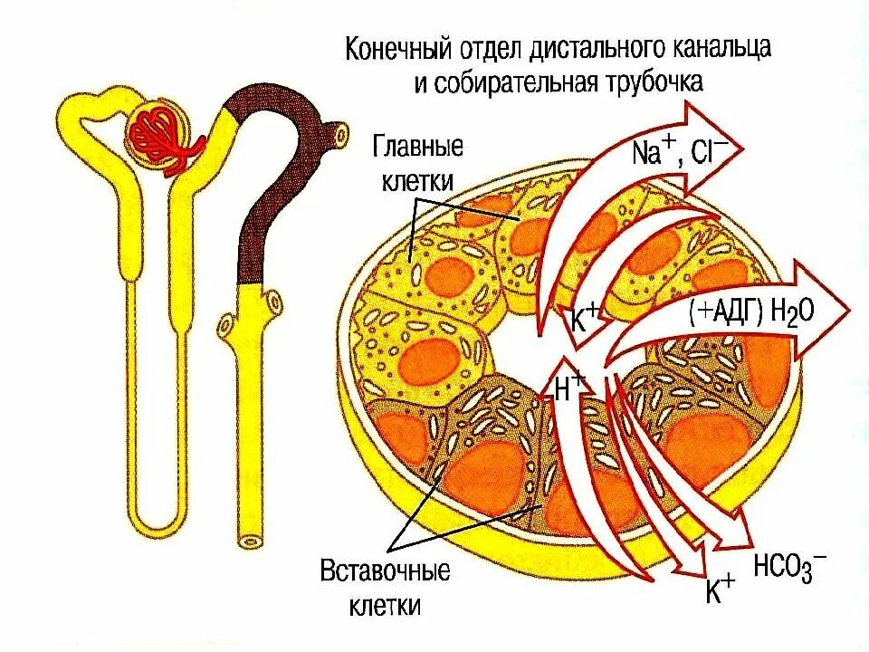 Белковые канальцы. Дистальный каналец нефрона функции. Дистальный и проксимальный каналец нефрона. Проксимальный каналец нефрона. Дистальный отдел канальца.