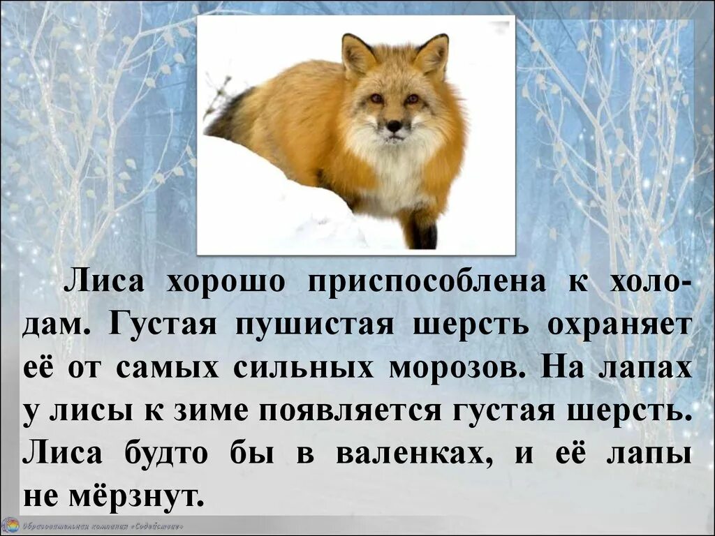 Математика в жизни животных. Животные зимой презентация. Истории про животных. Рассказы о животных. Продолжительность жизни зверей и животных.