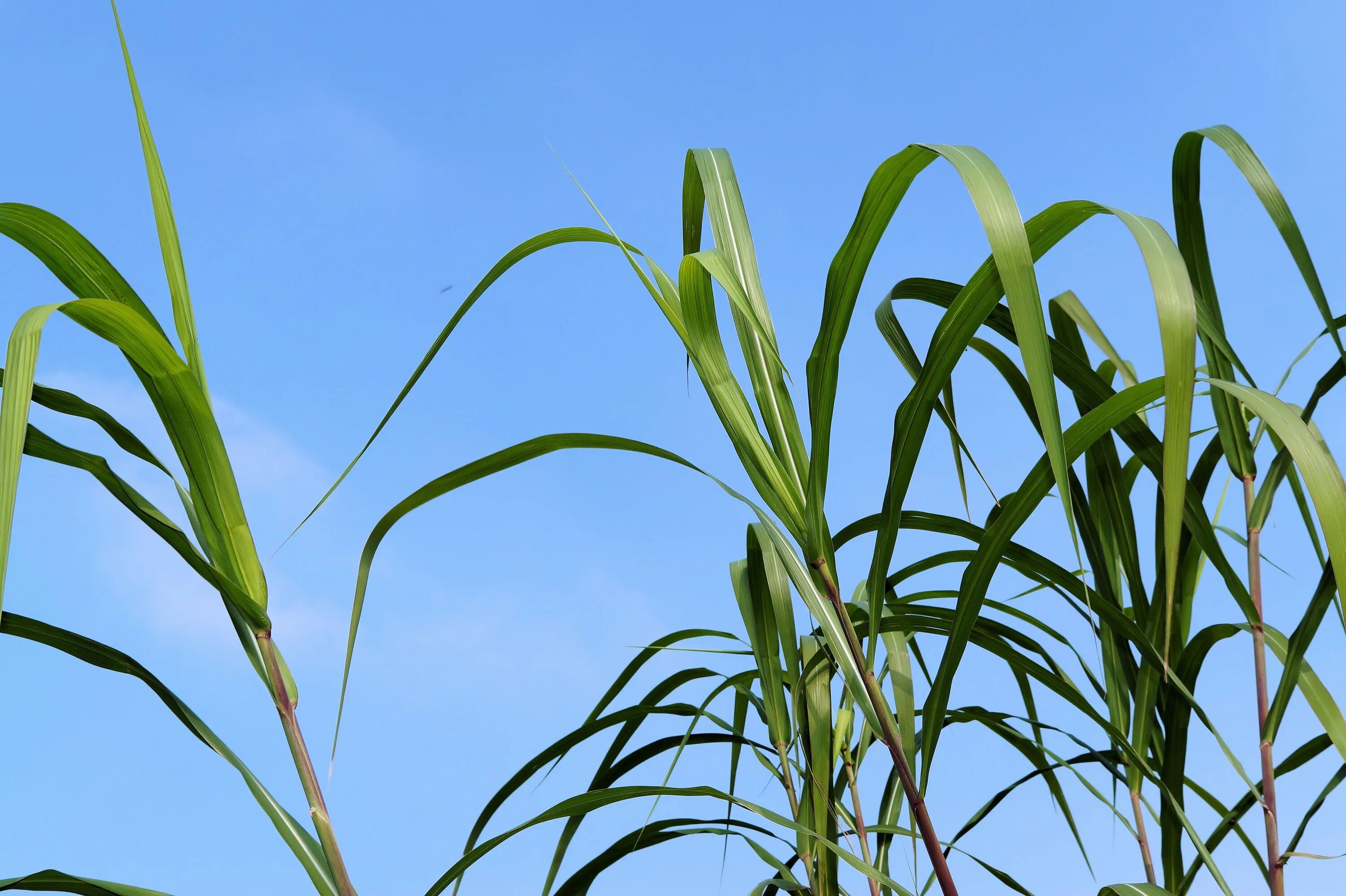 Сколько растет тростник. Тростник Южный phragmites Australis. Тростник обыкновенный phragmites Australis. Тростник Южный variegatus. Тростник Южный Ауреа.