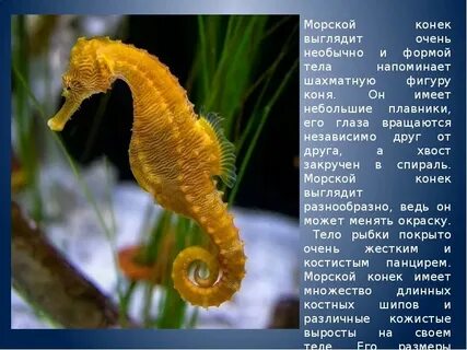 Seahorse перевод на русский