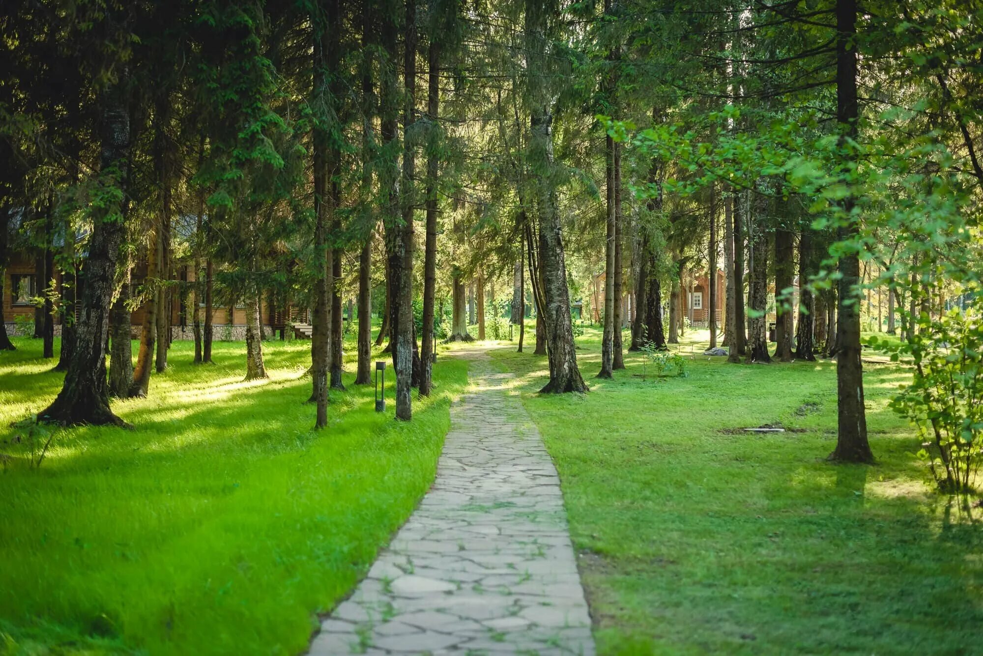 Лесной парк. Изумрудный лес Нарынка. Эко отель изумрудный лес сафари парк. Изумрудный лес отель Подмосковье. Изумрудный лес Клин сафари парк.