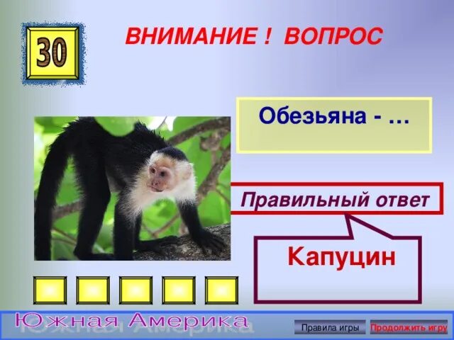 Вопросы приматы. Шимпанзе фото. Плацентарные приматы. Описание обезьяны. Интересные факты про обезьян.