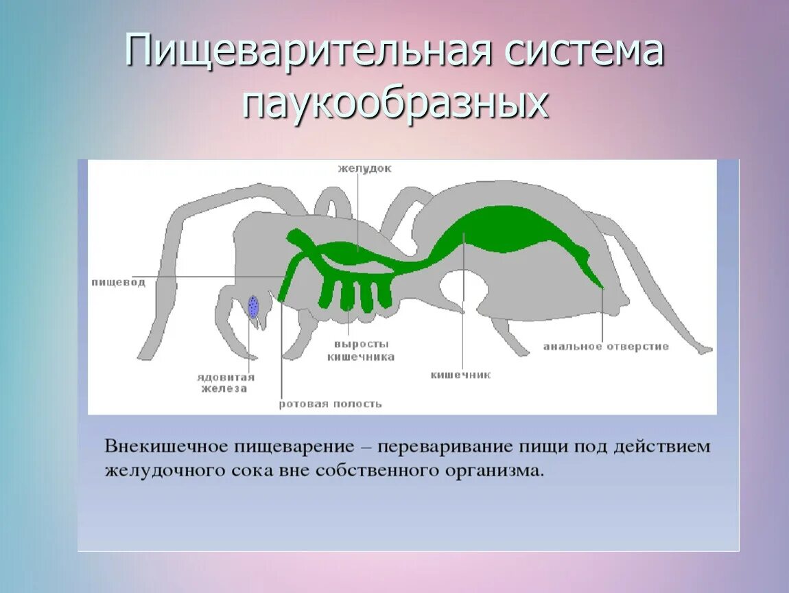 Отделы класса паукообразные. Строение пищеварительной системы паука. Пищеварительная система паука крестовика. Пищеварительная и выделительная система паукообразных. Пищеварительная система паукообразных 7.