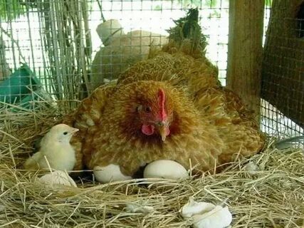 Сколько наседка высиживает цыплят