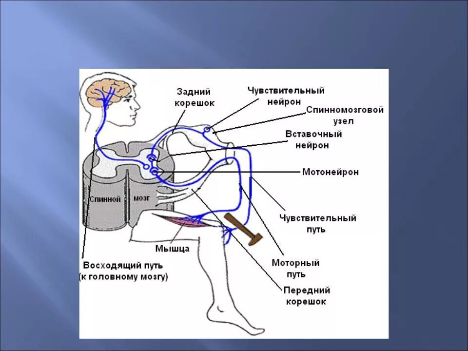 Коленный рефлекс рефлекторная дуга физиология. Рефлекторная регуляция коленного рефлекса. Рефлексы спинного мозга коленный рефлекс. Коленный рефлекс рефлекторная дуга схема физиология.