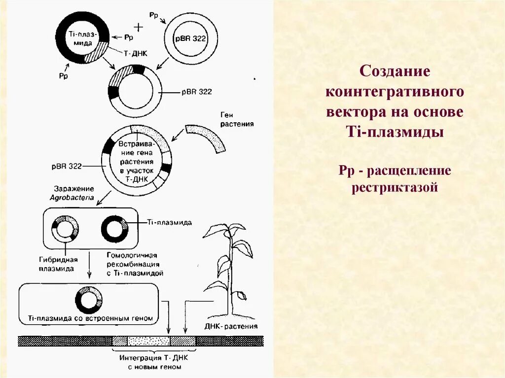 Векторы плазмиды. Векторы на основе плазмид. Этапы конструирования рекомбинантных ДНК. Технология рекомбинантных ДНК. Схема ti-плазмиды.