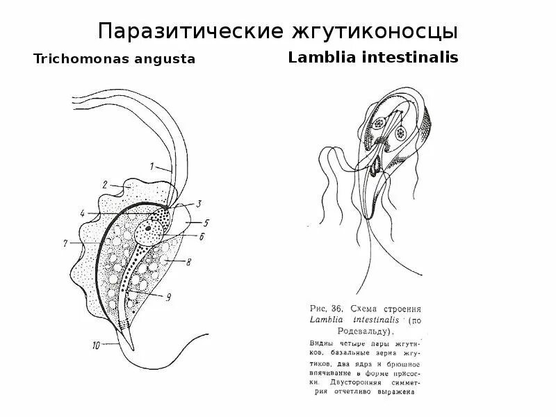 Строение паразитических. Строение паразитических