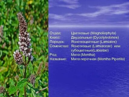 Систематика мяты