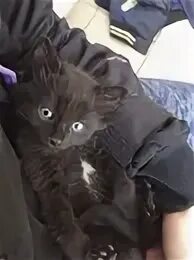 Кошка принесла котят