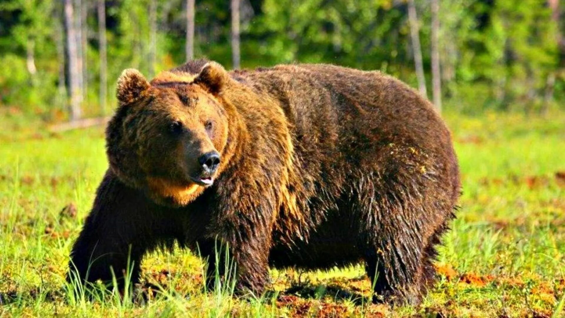 Сибирский бурый медведь. Евразийский бурый медведь. Бурый медведь (Ursus arctos). Восточносибирский бурый медведь. Скорость сибирского медведя