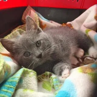 Включи рожденных котят