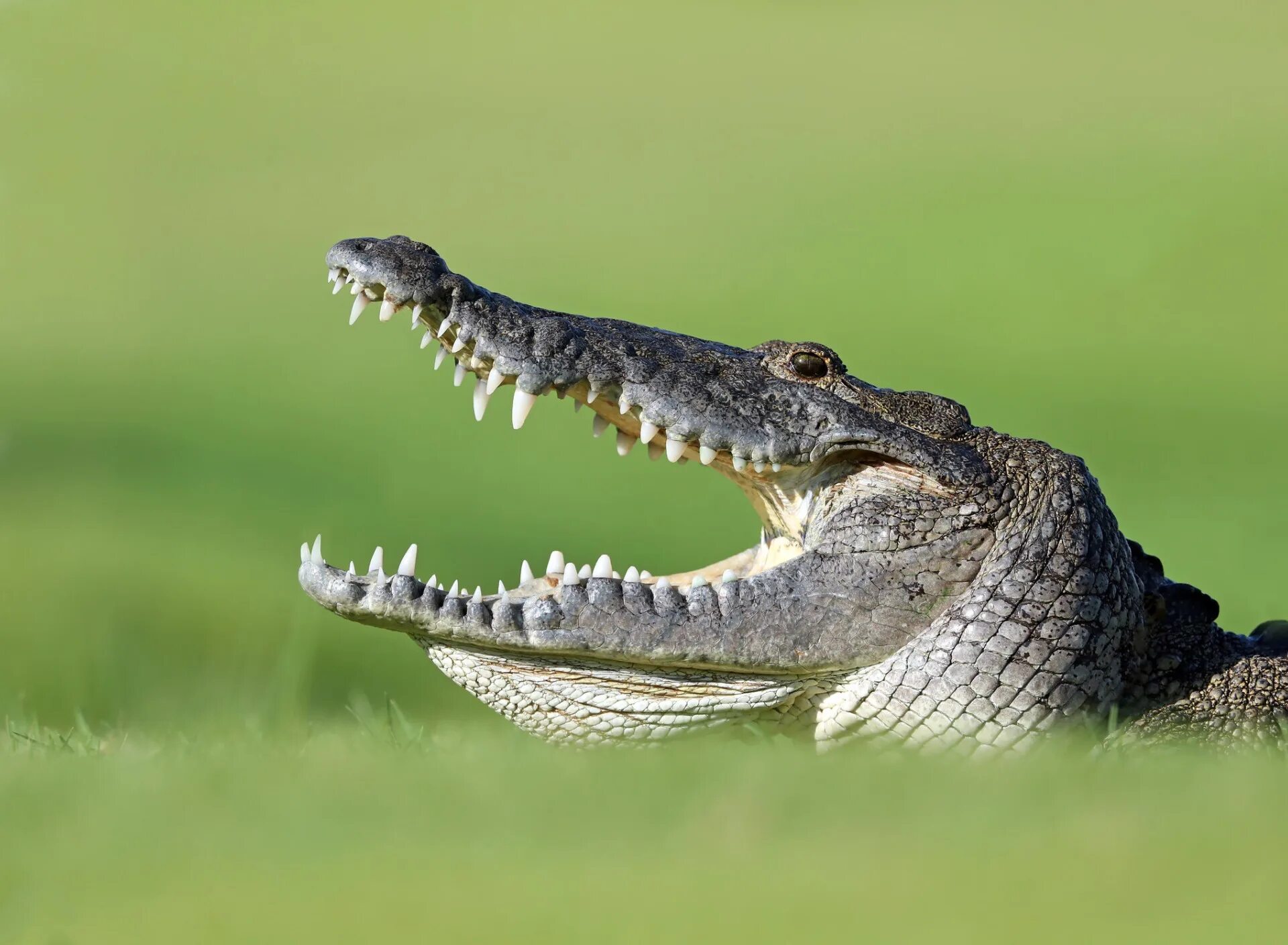 Крокодилы открывают рот. Нильский крокодил. Нильский крокодил зубы. Гребнистый крокодил открытая пасть.