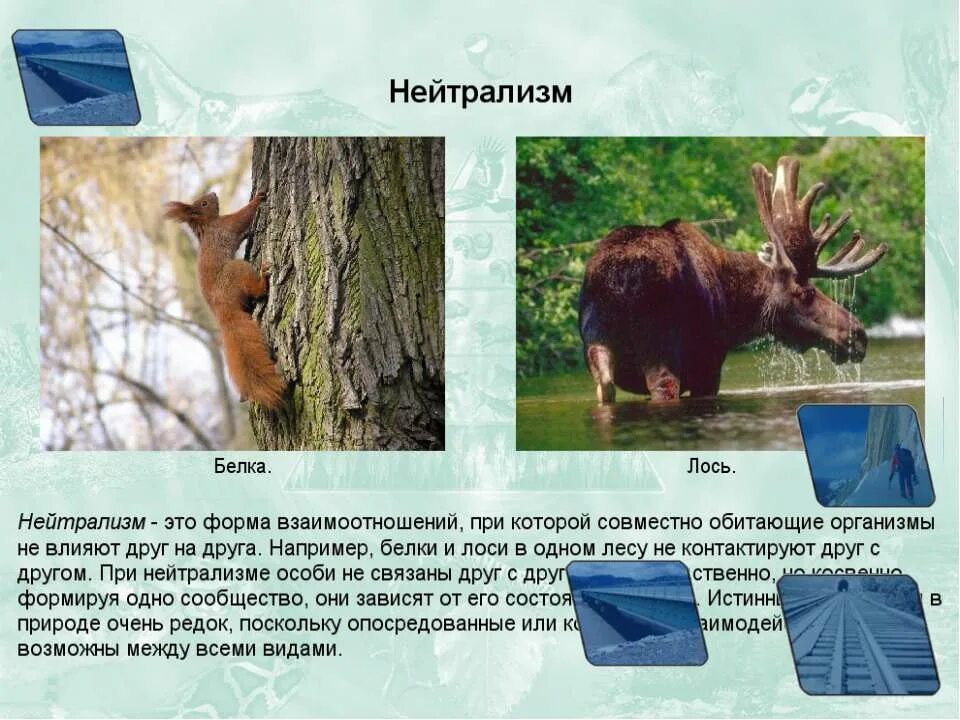 сохатый лось. восточносибирский лось. самка лося. формы нейтрализма. лось самец и самка.