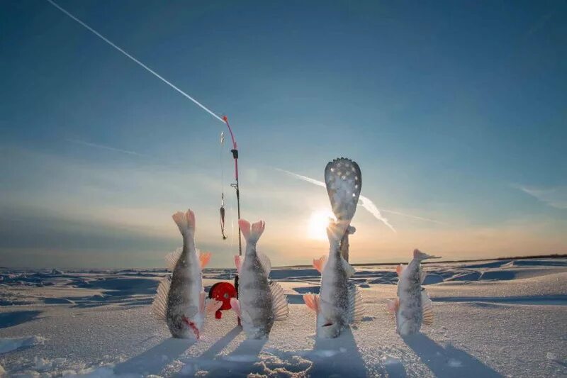 Лов зимой. Зимняя рыбалка. Утро рыбалка зима. Зимний Рыбак. Рыбалка в сильный Мороз.