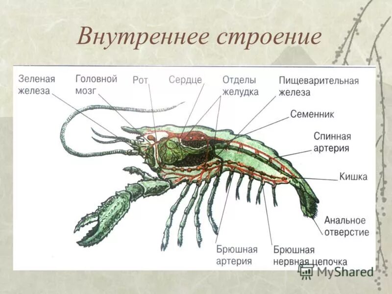 Речной рак часть. Строение десятиногих ракообразных. Внутреннее строение ракообразных. Внутреннее строение лангуста. Класс ракообразные 7 класс биология внутреннее строение.