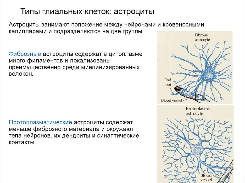 Клетка ткани нервной выполняемые функции. Строение нейрона и глия. типы глиальных клеток рисунок. волокнистые астроциты функции. строение глиальных клеток схема.