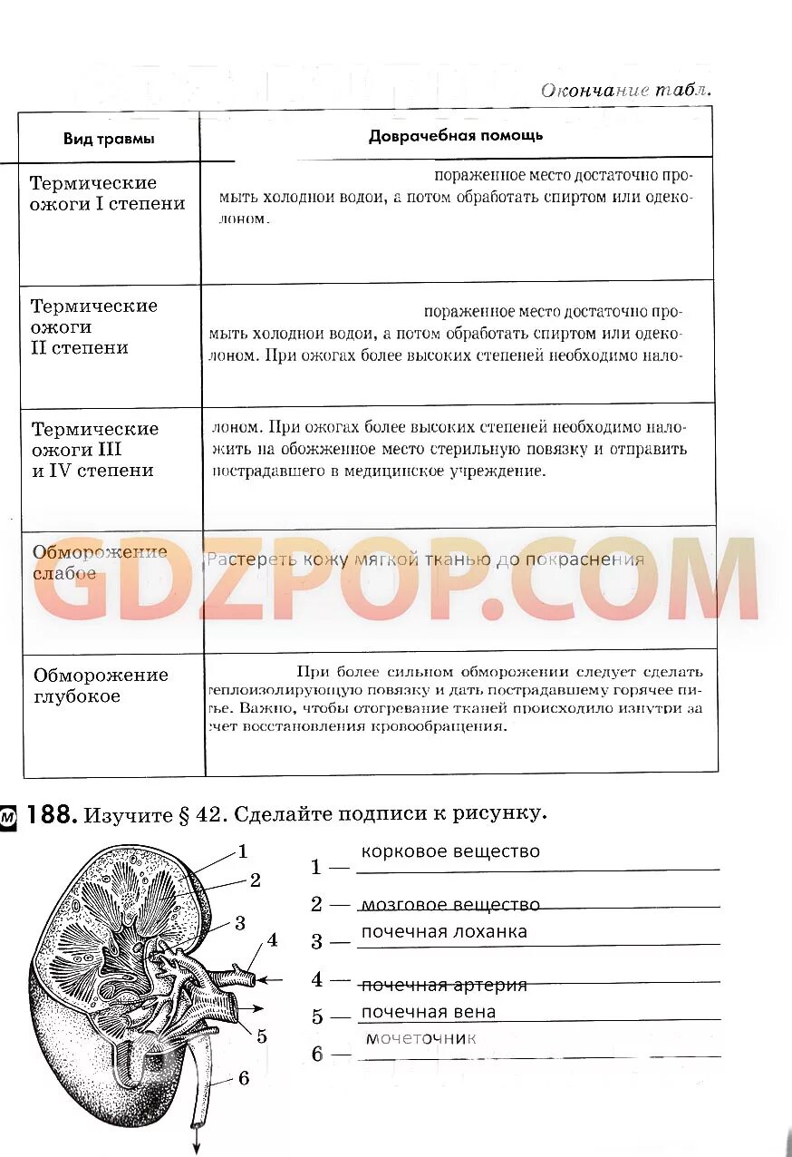 Рабочая тетрадь биология беляев 8. Биология 8 класс Колесов маш Беляев. Биология человек 8 класс Колесов маш Беляев Дрофа. Таблица по биологии 8 класс Колесов. Биология 8 класс Колесов параграф 16 таблица.