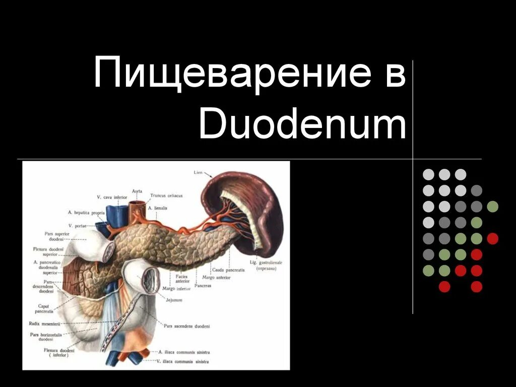 Ферменты 12 перстной. Пищеварение в 12-ти перстной кишки. Ферменты 12 перстной кишки. Пищеварительный сок в 12 перстной кишки. Процесс пищеварения в 12 перстной кишки.