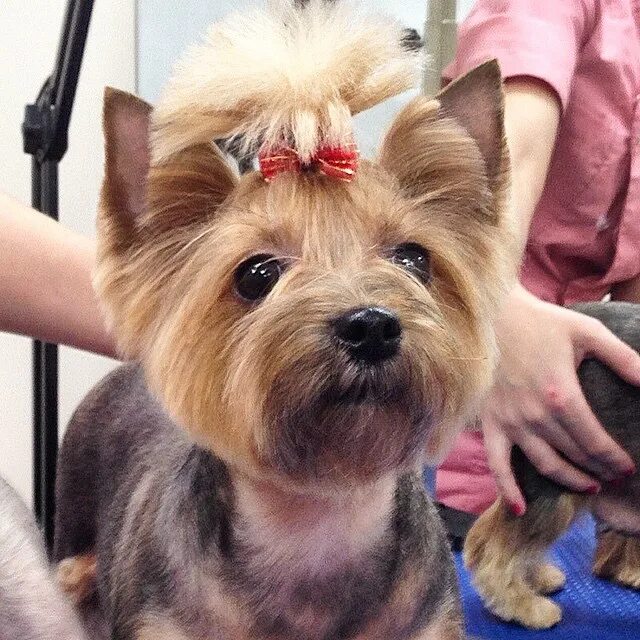 стрижка ершский терьер девочка. терьер йоркширский стриженный. стрижка корейка для йорков. стрижка йорка девочки. стрижка йорка девочки мордочка.