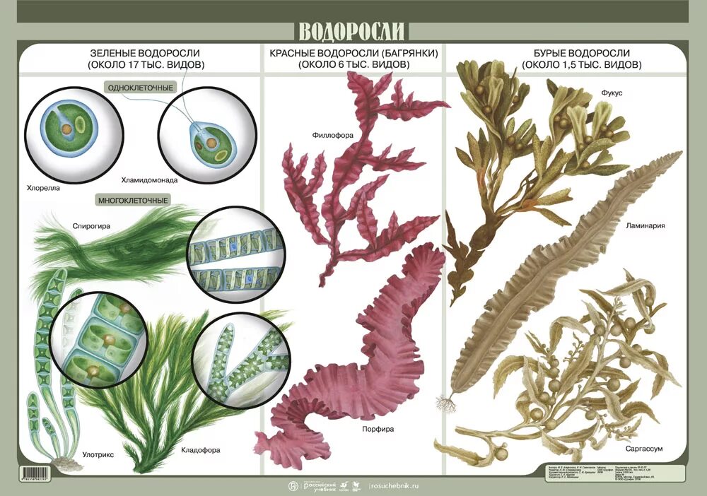 Что такое многоклеточные водоросли в биологии. Chlorophyta отдел зелёные водоросли. Многоклеточные бурые водоросли. Строение многоклеточных нитчатых водорослей.