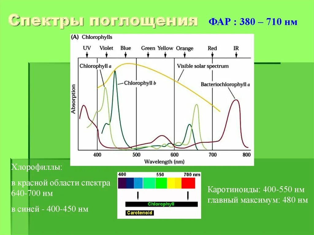 Спектр поглощения фотосистемы. Фотосинтез спектр поглощения. Спектры поглощения. Спектр поглощения хлорофилла.