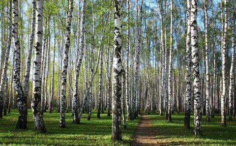 Библиотека березовая роща