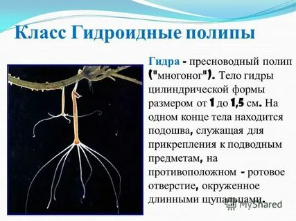 Представители класса гидроидные