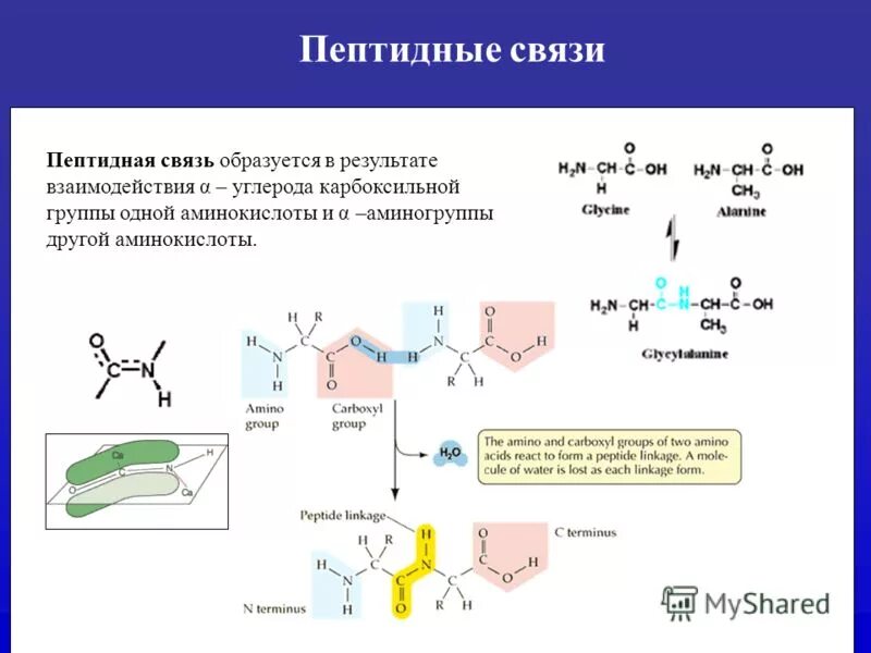 Пептидные связи есть в. Пептидная связь. Пептиды. Белки.. Строение белка пептидная связь. Типы пептидной связи первичная структура. Пептидная связь структура белка.