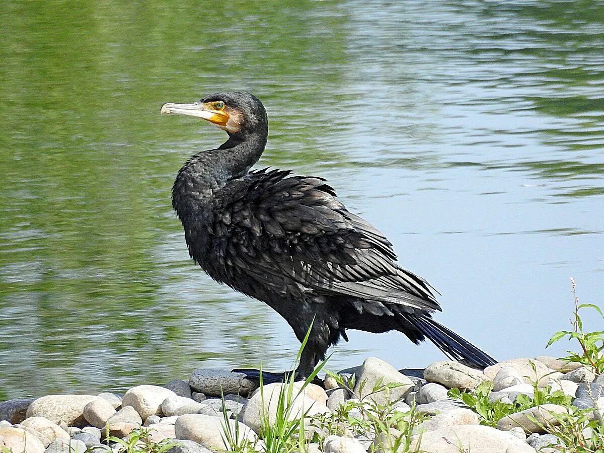 Phalacrocorax Carbo птица. Баклан Сибирский. Баклан Черноморский. Баклан Озерный. Бакланы текст