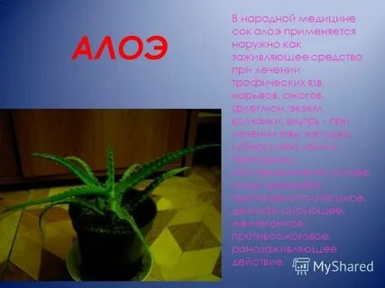 Алоэ 2