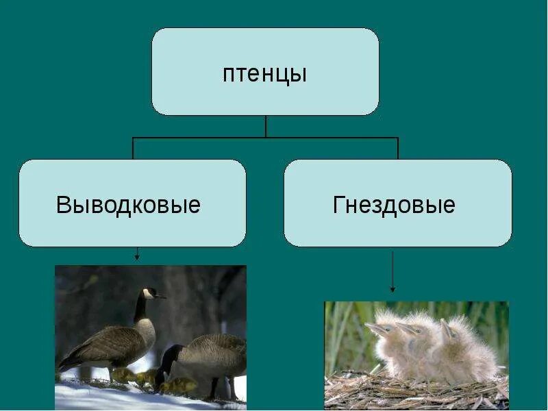 Гнездовые птенцовые и выводковые. Птенцы выводковые и гнездовые. Выводковые и гнездовые птицы. Типы птенцов выводковые и гнездовые.