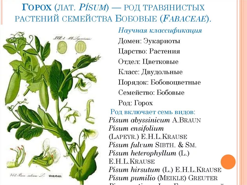 Классификация гороха посевного. Pisum sativum - горох посевной. Систематика гороха посевного. Семейство бобовые горох характеристика. Горошек растение виды