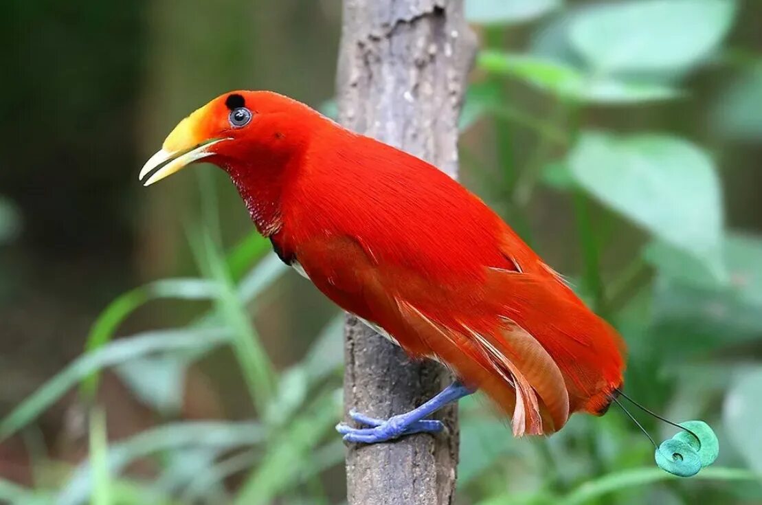 Гольдиева райская птица. Райские птицы фото. Райские птицы фото. Paradisaea apoda. Райская птица папуа новая гвинея.