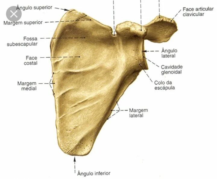 Лопатка человека анатомия. Лопатка scapula. Скапула анатомия. Акромион лопатки- acromion scapulae. Fossa supraspinata лопатки.