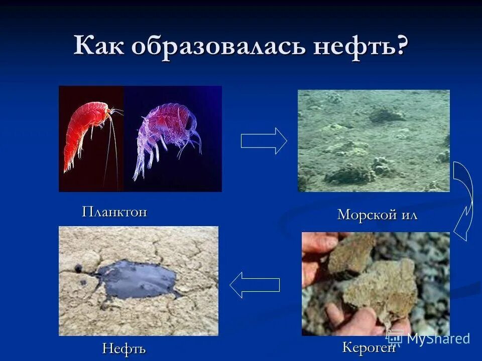 Какое количество планктона в кг. Как образовалась нефть на земле. Как образуется нефть. Откуда появилась нефть. Как образуется нефть в природе.