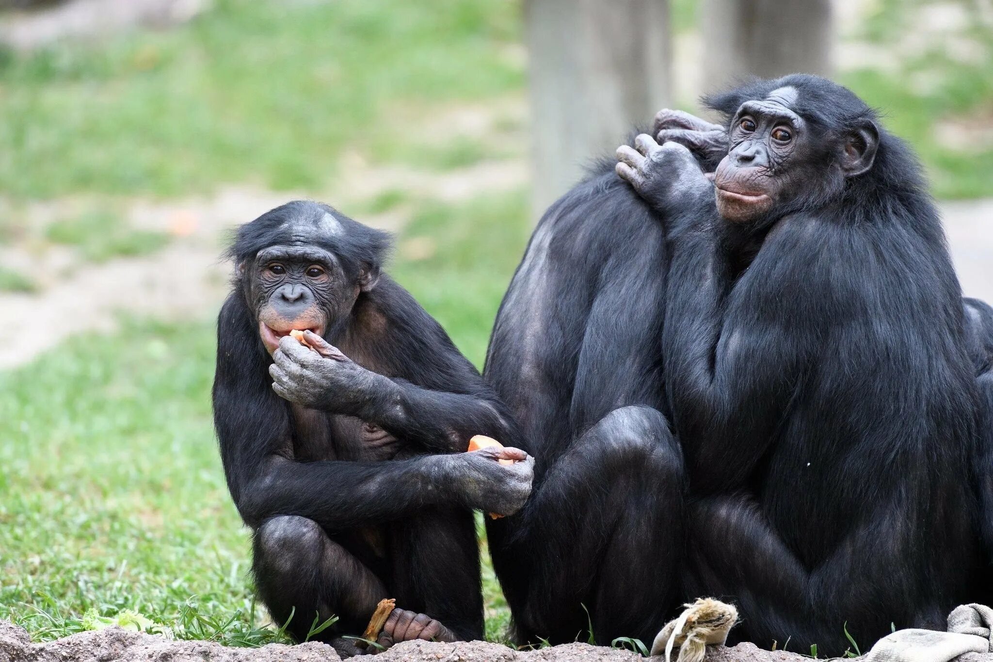 Самая человекообразная обезьяна. Шимпанзе бонобо. Самка бонобо. Карликовые шимпанзе бонобо. Обезьяна бонобо самец.