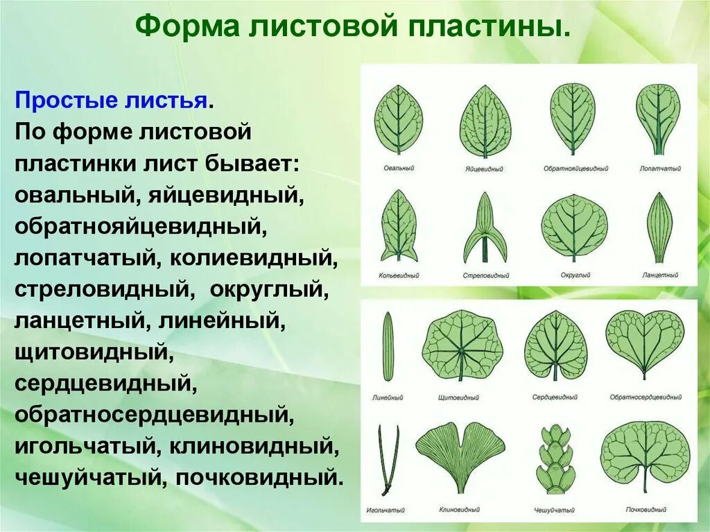 Линейная форма листа. Форма листовой пластинки акации. Форма листовой пластинки у душицы. Типы листовой пластинки обратнояйцевидный. Сердцевидная листовая пластинка.