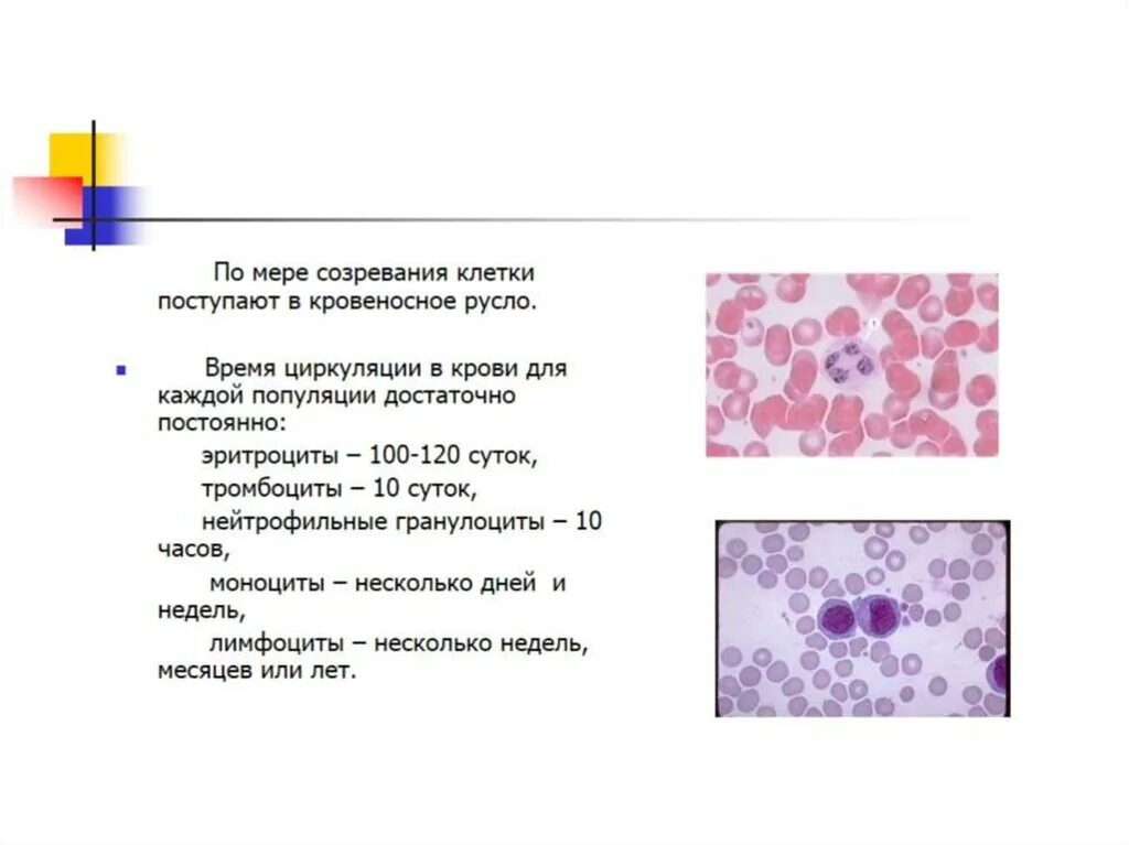 Время циркуляции эозинофилов в кровеносном русле. Созревающие клетки. Созревающие клетки крови это. Базофилопения изменение крови. Часть клеток с реактивными изменениями