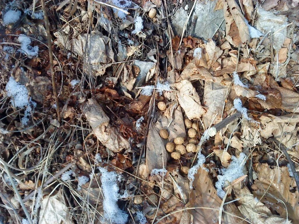 Помет зайцев фото. Экскременты зайца беляка. Помет зайца беляка. Экскременты лесных животных.