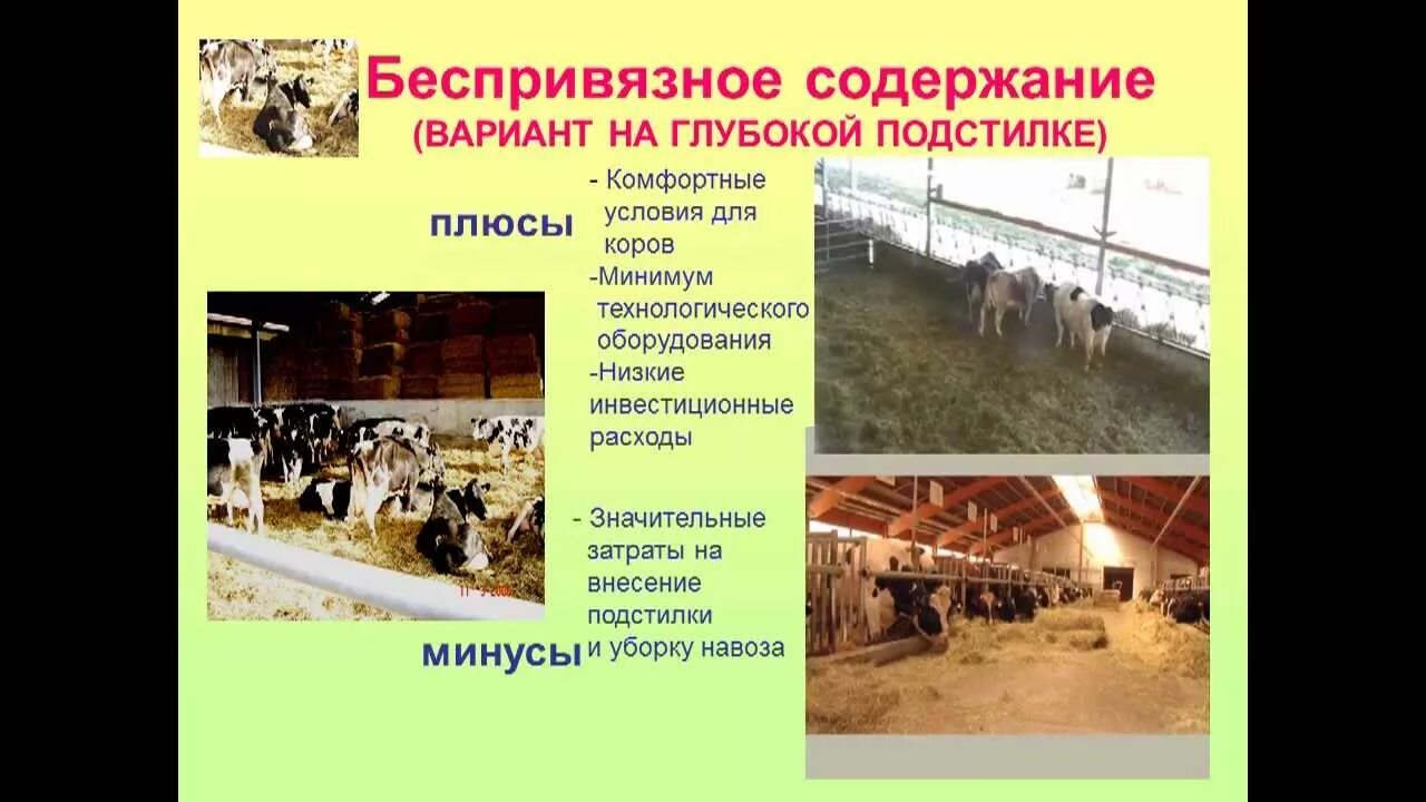 Способ содержания животных. Технология беспривязного содержания коров. беспривязное содержание на глубокой подстилке. беспривязное содержание коров плюсы. содержание на глубокой подстилке.