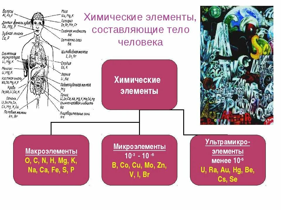 Элементы в организме человека. Химические элементы в организме. Химические элементы в человеке. Химический состав тела человека. Химические элементы в организме человека 7 класс