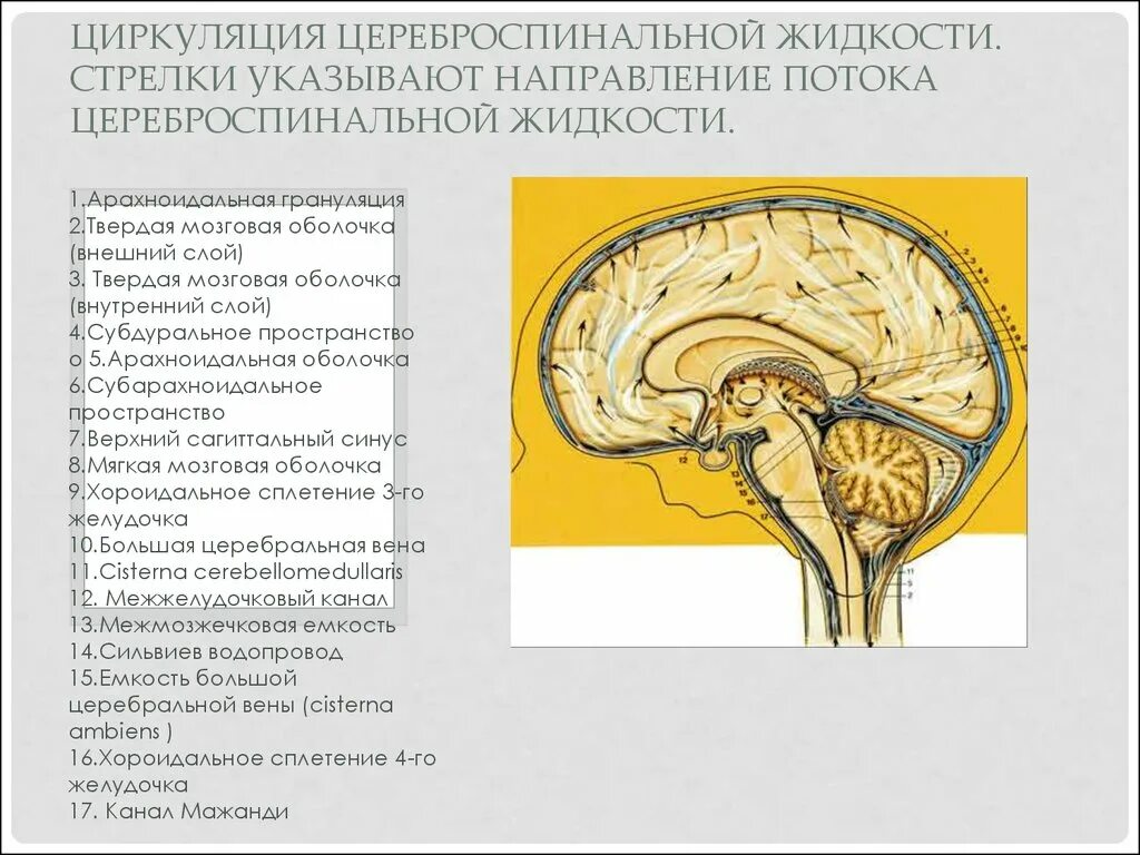 Что такое ликвор в головном мозге. Схему оттока цереброспинальной жидкости.. ликворная система головного мозга схема. циркуляция ликвора анатомия схема. оболочки спинного мозга и ликвор.