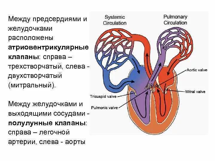 Между правыми предсердием и желудочком находится клапан. Клапаны между предсердиями и желудочками. Между левым желудочком и предсердием находится какой клапан. Клапан между левым желудочком и левым предсердием. На границе между предсердиями и желудочками расположены клапаны.