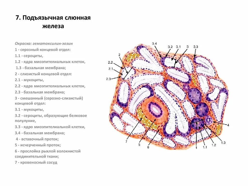 Препарат околоушной железы. Подъязычная железа гистология препарат. Смешанная слюнная железа гистология препарат. Околоушная слюнная железа гистология препарат. Строение подъязычной железы гистология.