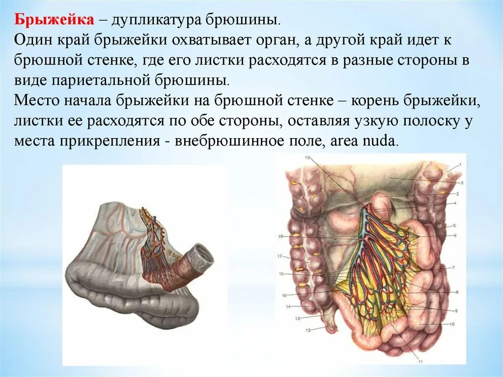 Брюшина толстой кишки. Брыжейка тонкой кишки и толстой кишки. Брыжейка Толстого отдела кишечника. Прикрепление брыжейки толстой кишки. Брыжейка толстой кишки функции.